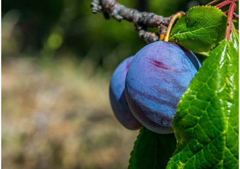 Plums-and-prunes