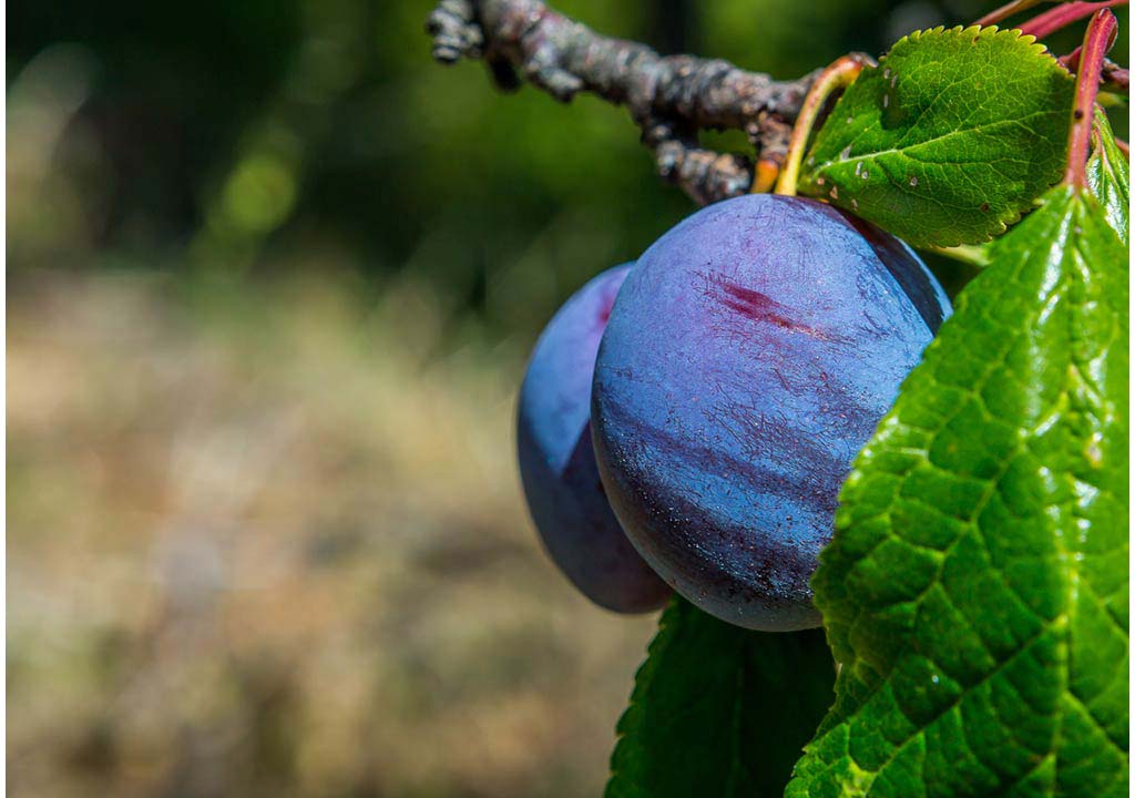 Plums-and-prunes
